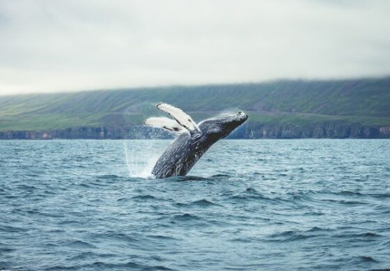 whale watching