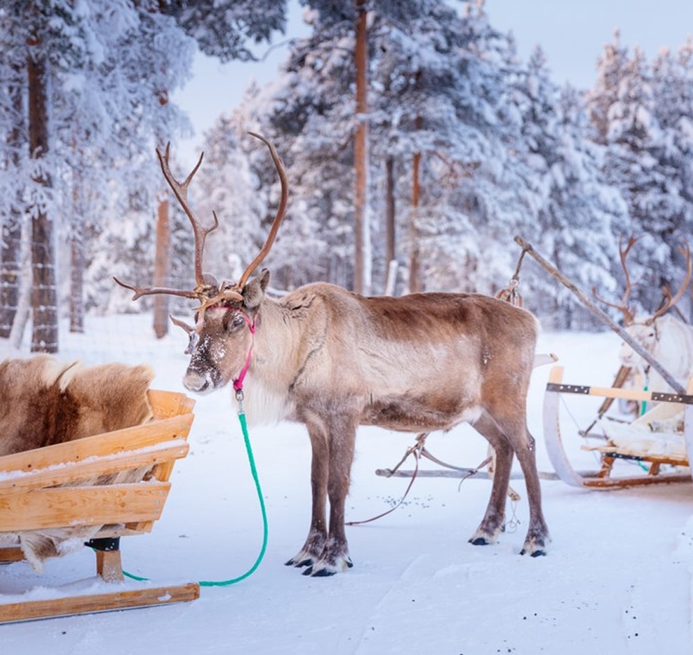 Reindeer Activities