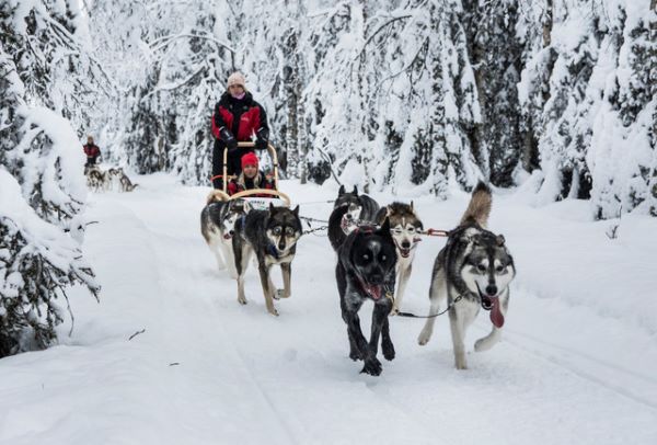 husky dogsledding