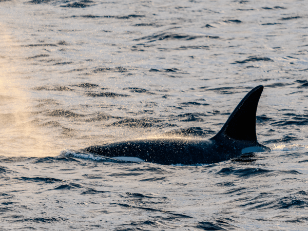 whale watching
