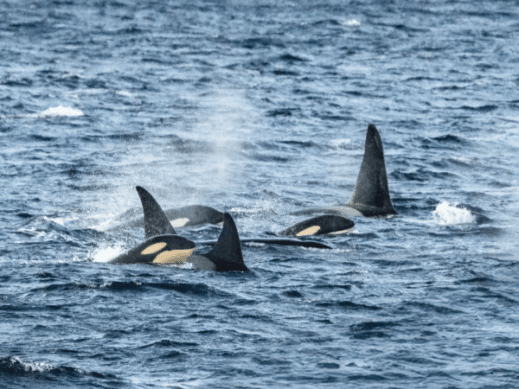 whale watching