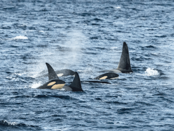 whale watching