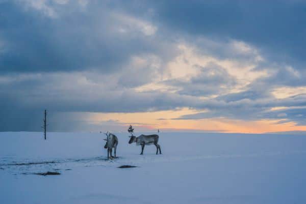 reindeers in the snow