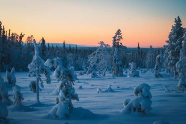 snowy forest at dusk with soft winter light