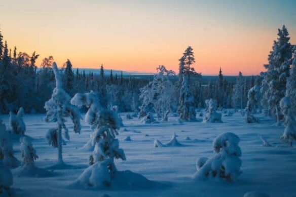 snowy forest at dusk with soft winter light