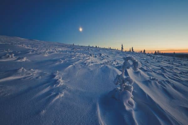 snowy forest