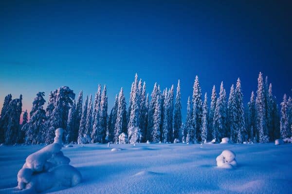 trees covered in the snow
