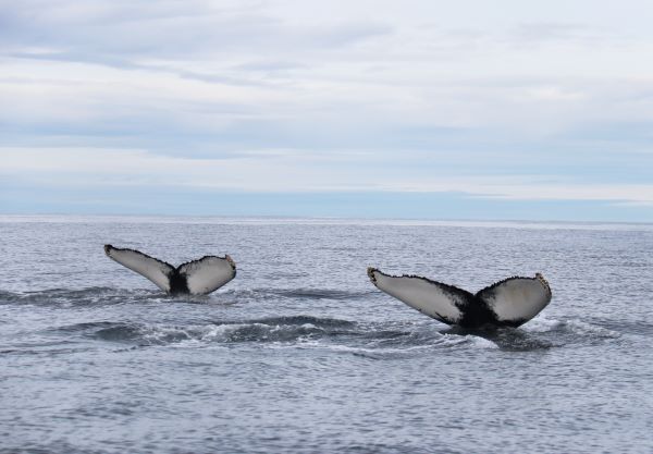 whale watching