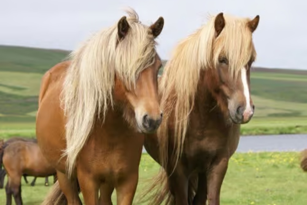 horses