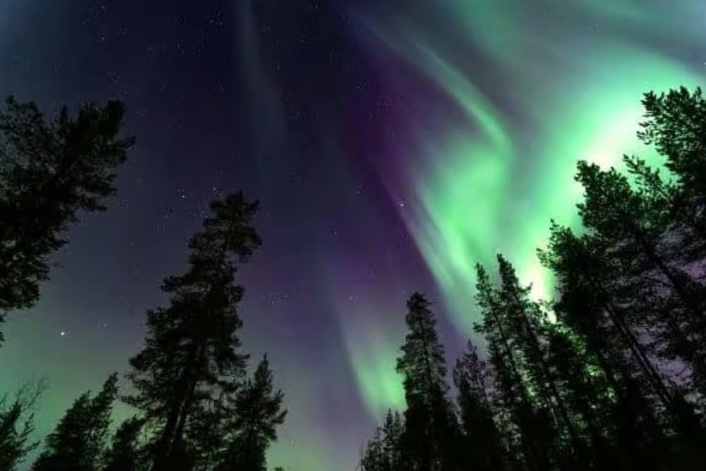northern lights above the trees