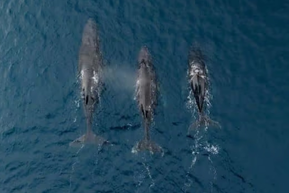 orca swimming in the water