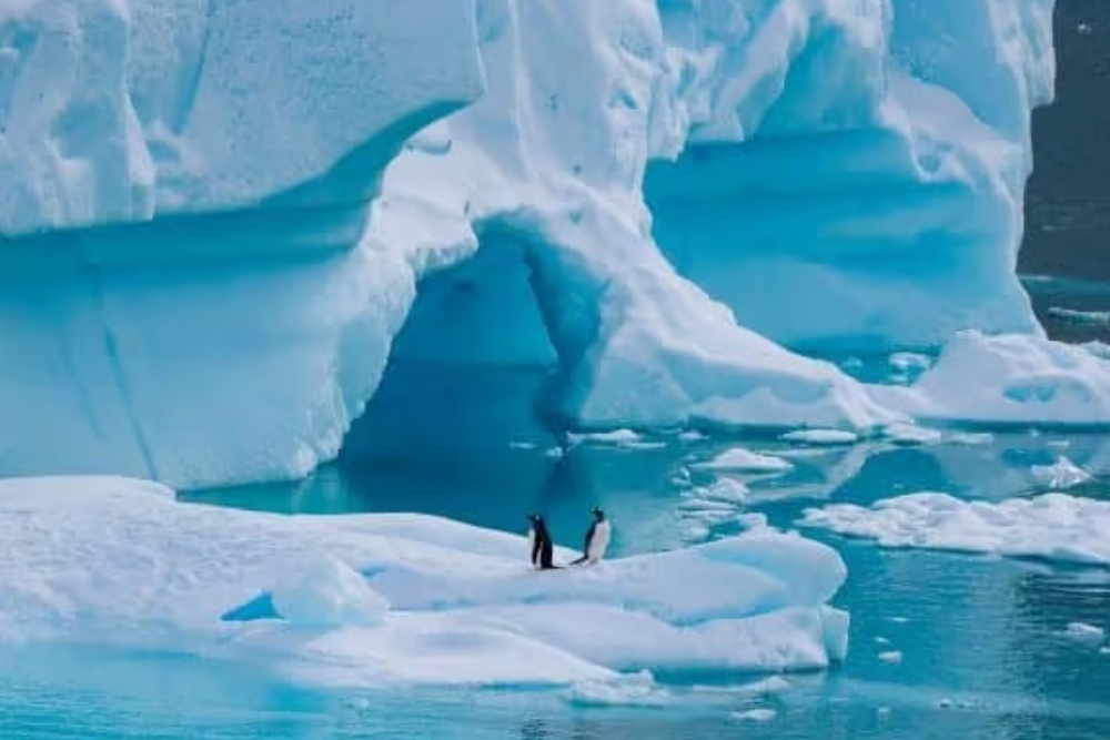 penguins on an iceberg