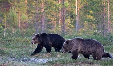 bears in the forest