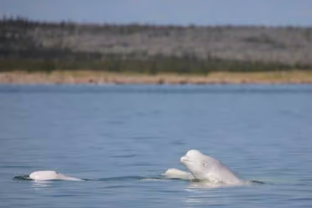 beluga whales in water