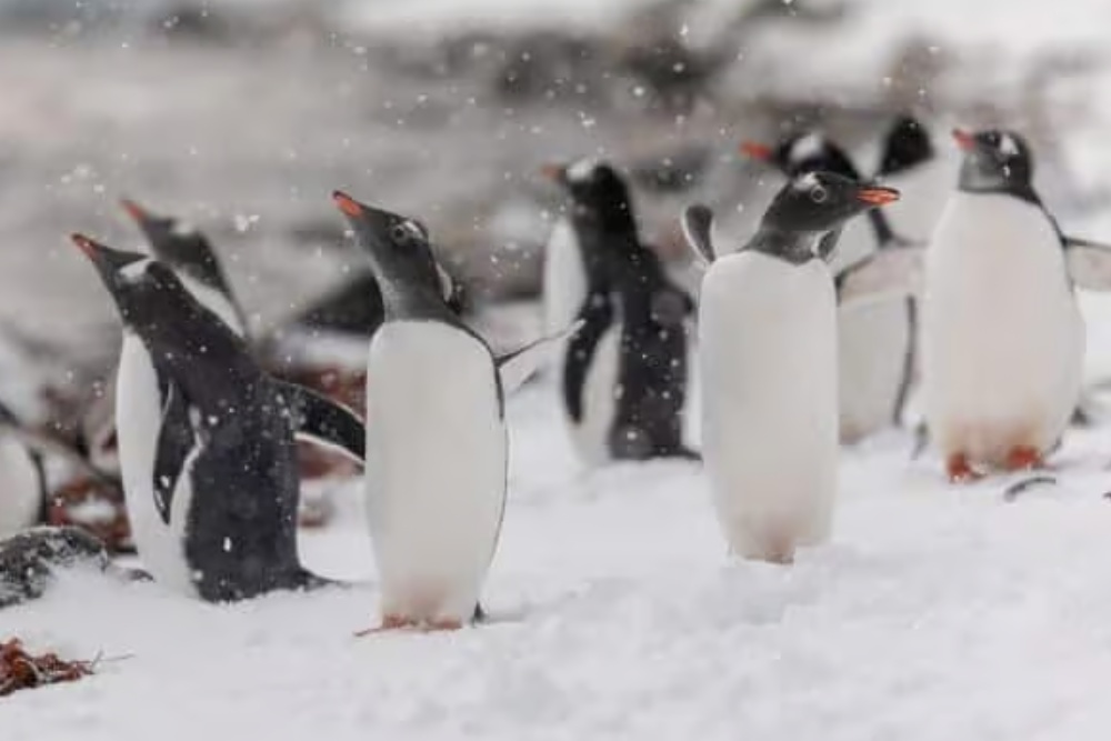 penguins