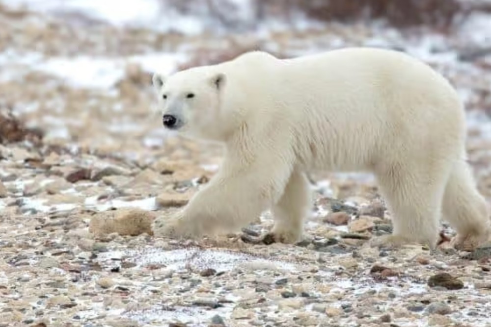 polar bear in canada
