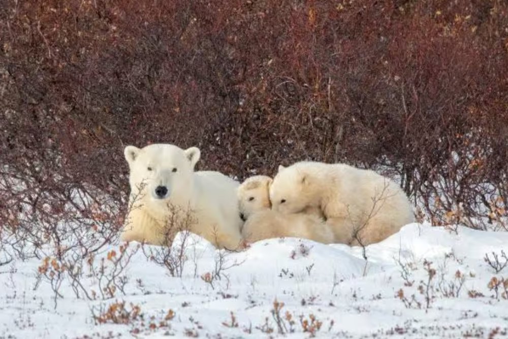 polar bear with cubs