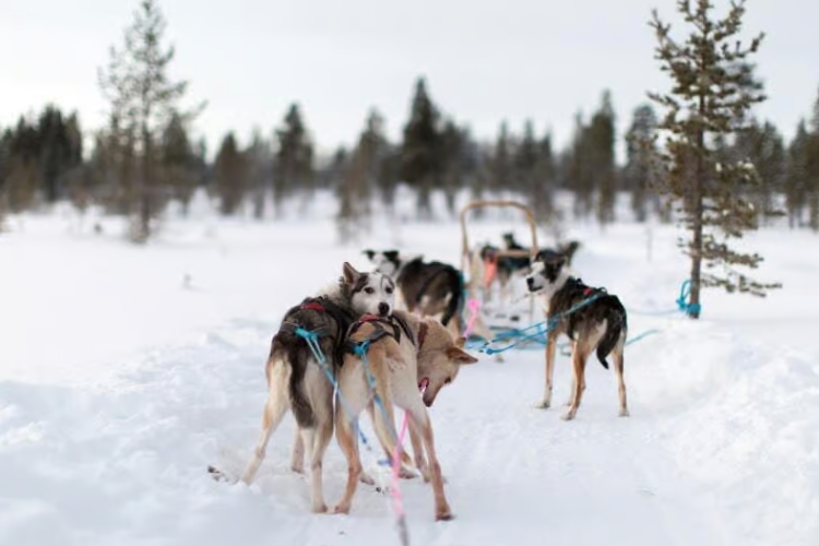 Dog <br> Sledging