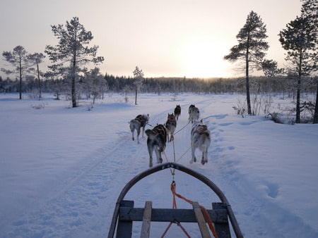 dogsledding view