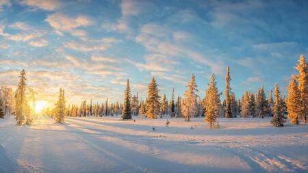 trees with snowy landscape