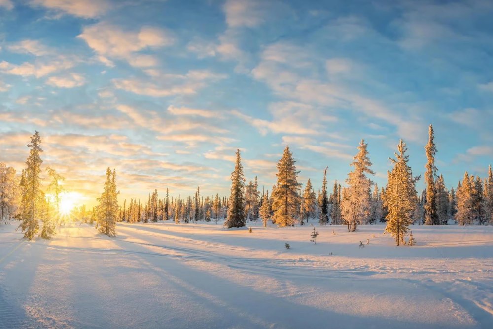 snow covered forest