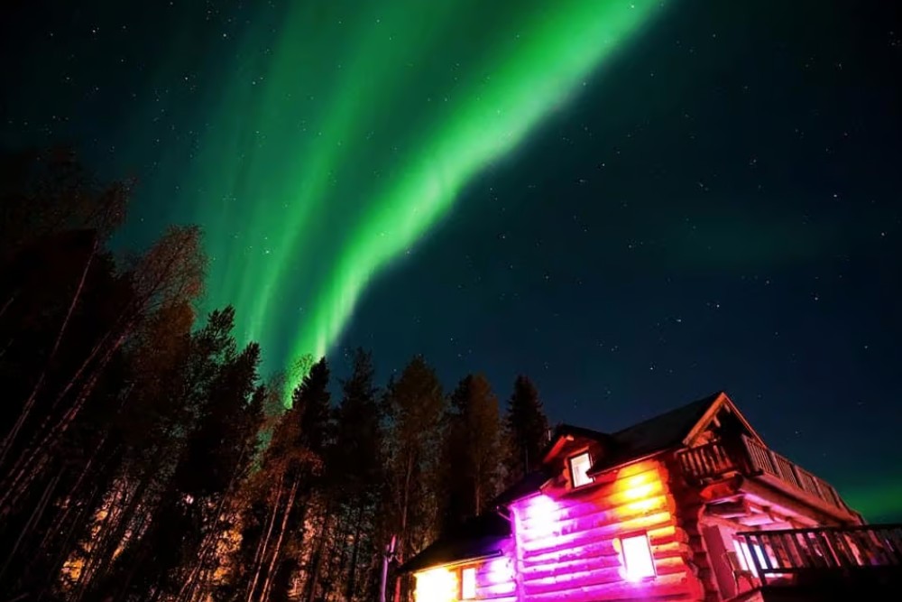 northern lights above the trees