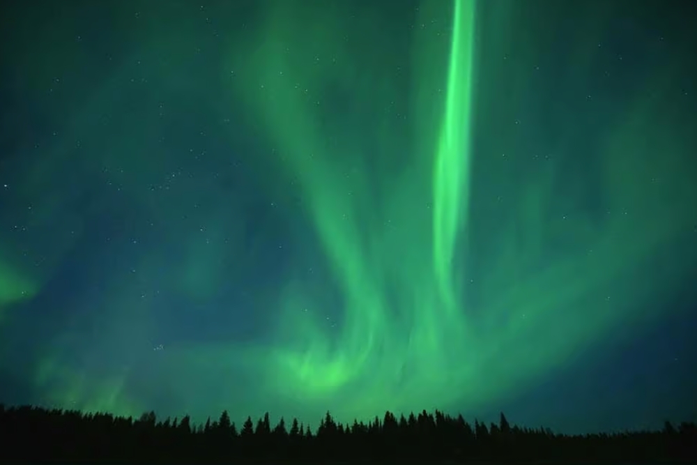 northern lights above the forest
