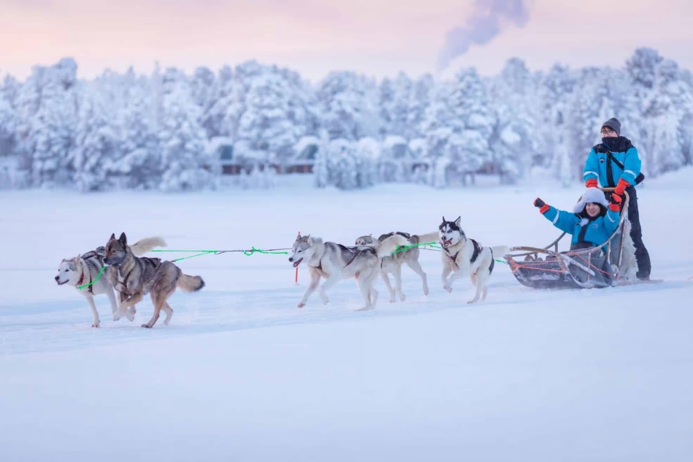 dogsledding in the snow