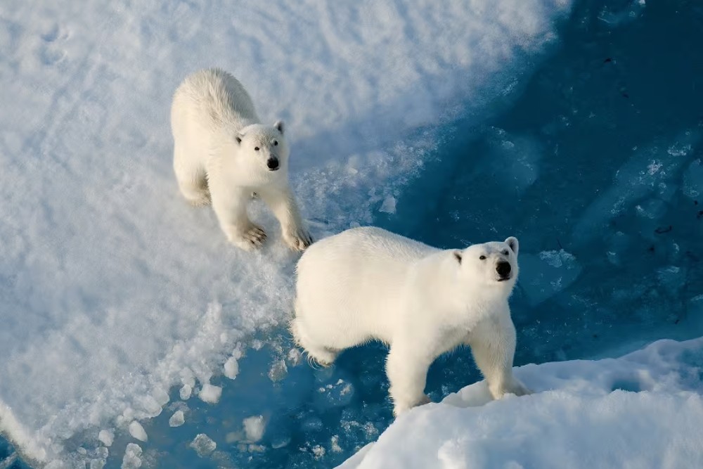 polar bears on iceberg