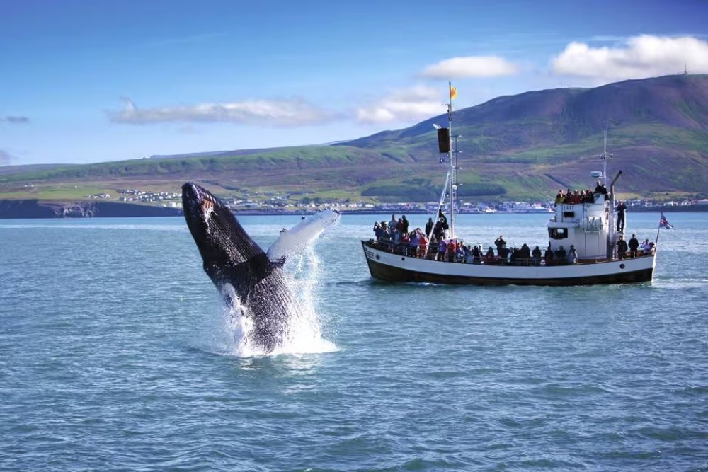 whale watching in iceland
