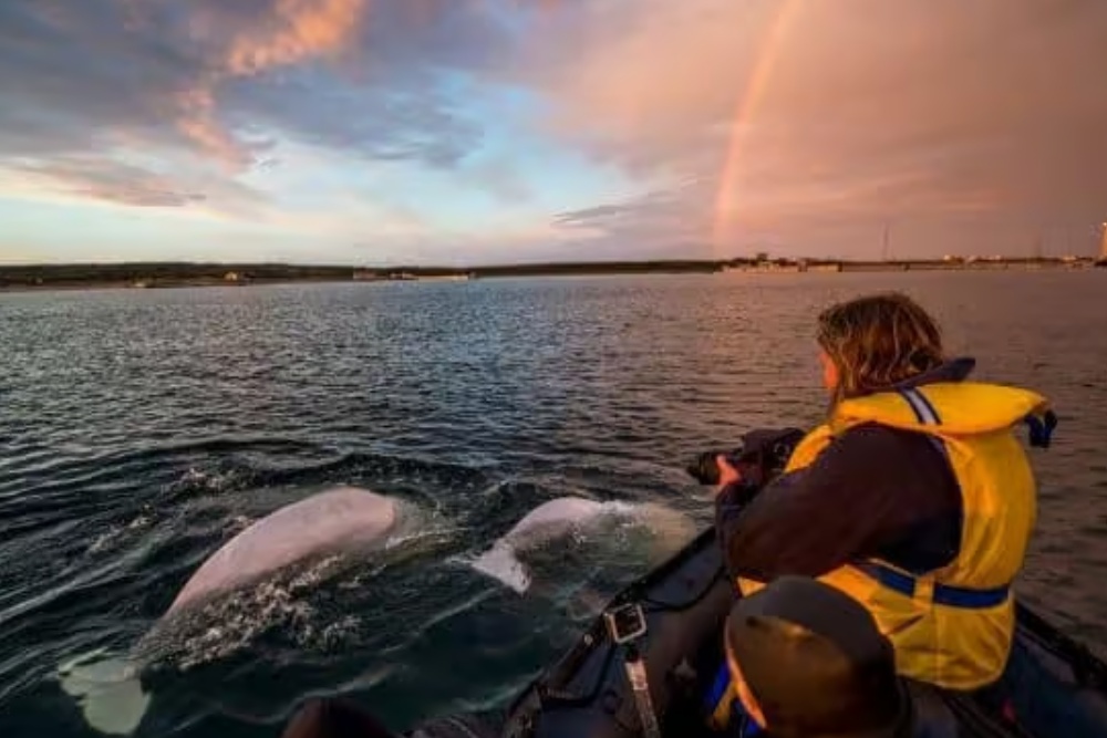 lady on boat taking pictures of beluga whale in the water