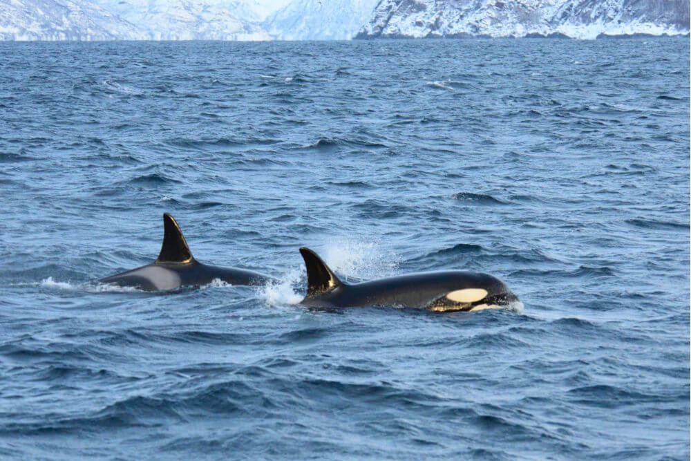 whales in the water