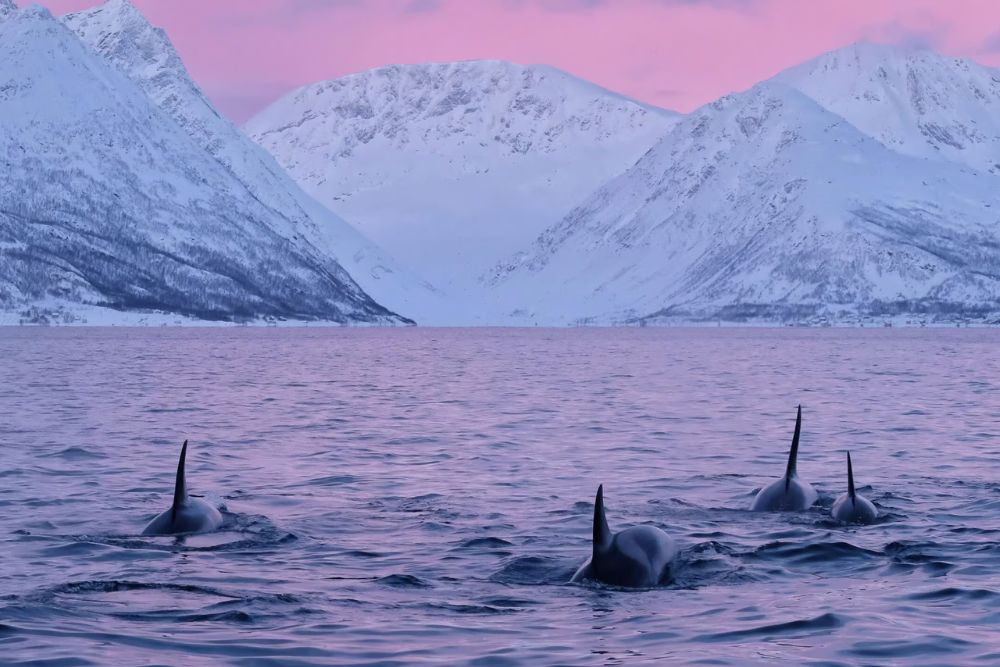 whales in norway