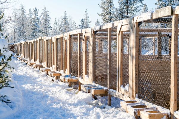 husky kennels in the snow