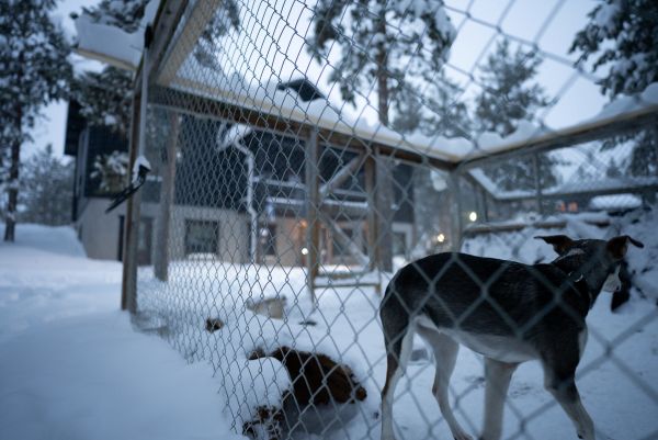 huskies in the kennel