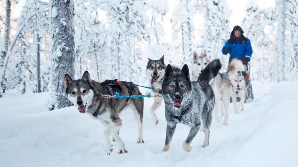 dog sledding in finland
