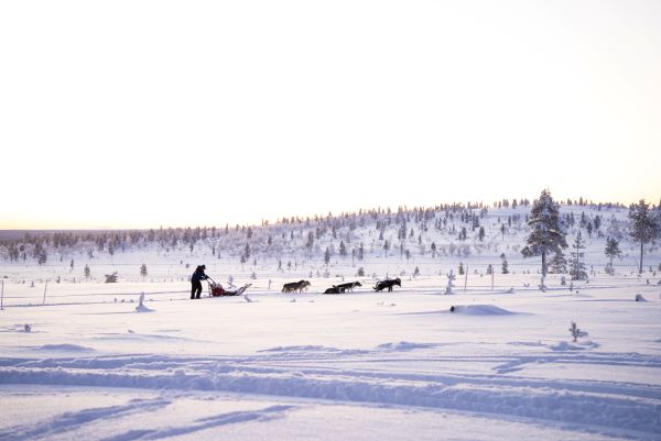 dog sledding in finland