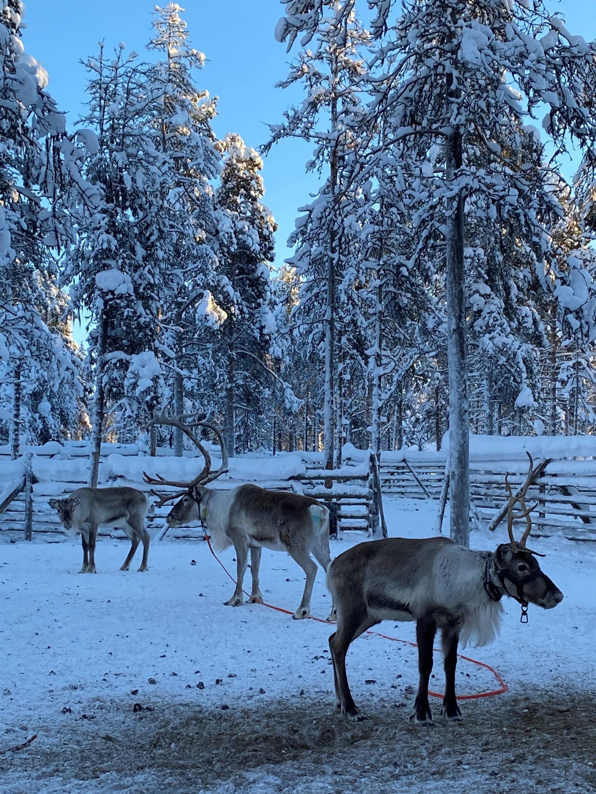 Reindeers in the snow
