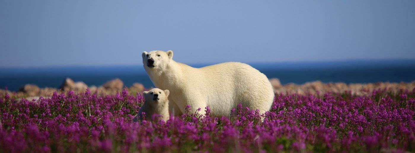 Polar bear and cub in the flowers