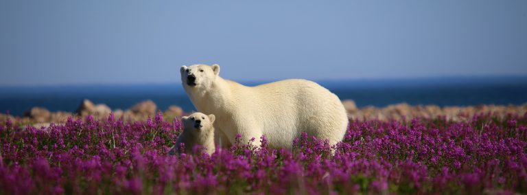 Polar bear and cub in the flowers
