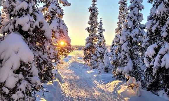 sun shining through the snow covered trees in the forest