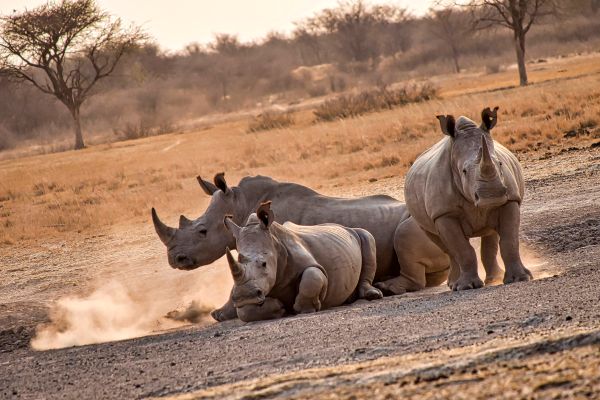 khama rhino