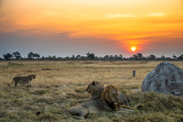 lion sunset