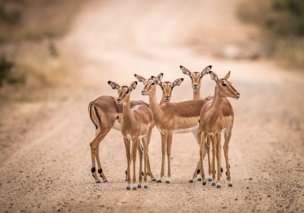 springbok