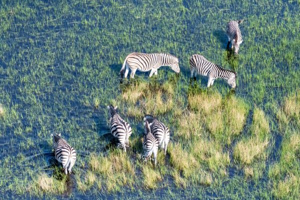 zebra